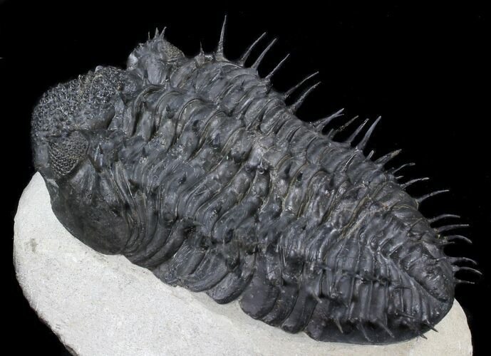 Spiny Drotops Armatus Trilobite - #37516